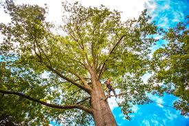 Best Stump Grinding and Removal  in Saranac Lake, NY