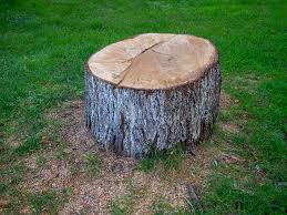 Best Tree Removal  in Saranac Lake, NY