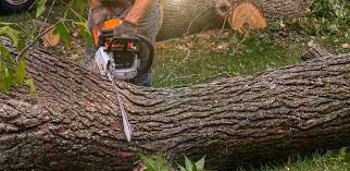 Best Emergency Tree Removal  in Saranac Lake, NY