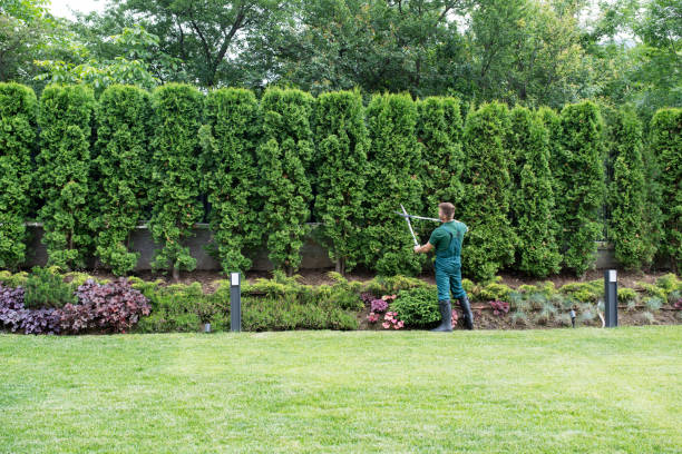 Best Lawn Irrigation Installation and Maintenance  in Saranac Lake, NY
