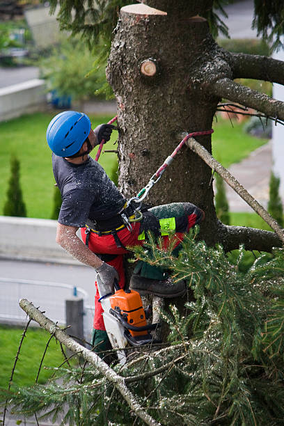 Professional Tree Removal in Saranac Lake, NY