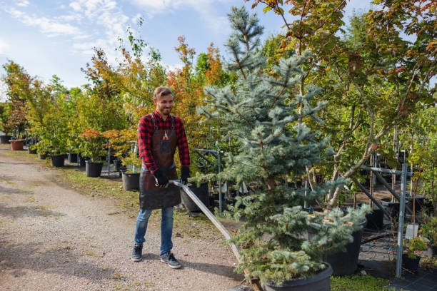 Best Lawn Disease Treatment  in Saranac Lake, NY
