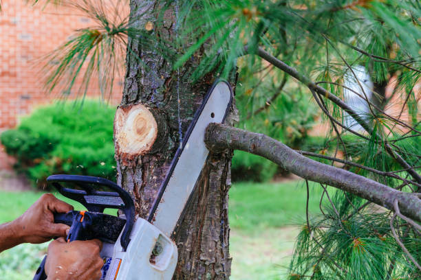 Best Tree Trimming and Pruning  in Saranac Lake, NY